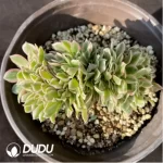 Aeonium Goddess Cristata-5