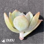 (1000pcs)$0.24/Pcs Echeveria Hakuhou Cutting