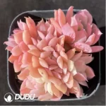 Echeveria Luella Variegated