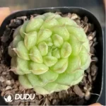 Echeveria Long eyelashes Thousand Layer Tower