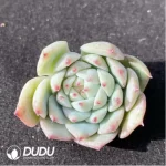 (1000pcs)$0.24/Pcs Echeveria TP Cutting