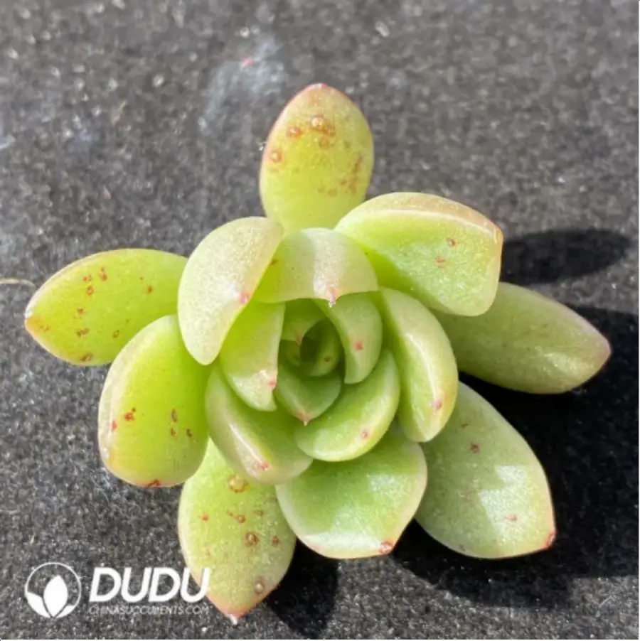 1-903.webp (1000pcs)$0.24/Pcs Echeveria Sedeveria Markus Variegata Cutting - Image 1