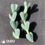 (1000pcs)$0.24/Pcs Astridia Velutina Dinter & Schwantes Cutting