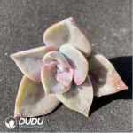 (1000pcs)$0.24/Pcs Echeveria Atropurpurea Cutting