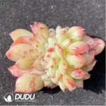 (1000pcs)$0.24/Pcs Echeveria Sailun Cristata Cutting