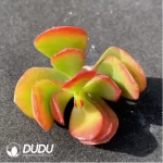 (1000pcs)$0.24/Pcs Crassula Compacta Cutting