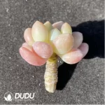 (1000pcs)$0.24/Pcs Pachyphytum Caviar Cutting