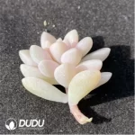 (1000pcs)$0.24/Pcs Graptosedum 'Francesco Baldi' Variegated Cutting