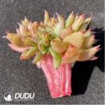 (1000pcs)$0.24/Pcs Echeveria Bohemia Cristata Cutting
