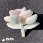 (1000pcs)$0.24/Pcs Pachyphytum Bernalense Variegata Cutting
