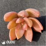 (1000pcs)$0.24/Pcs Sedum Nuss Cutting