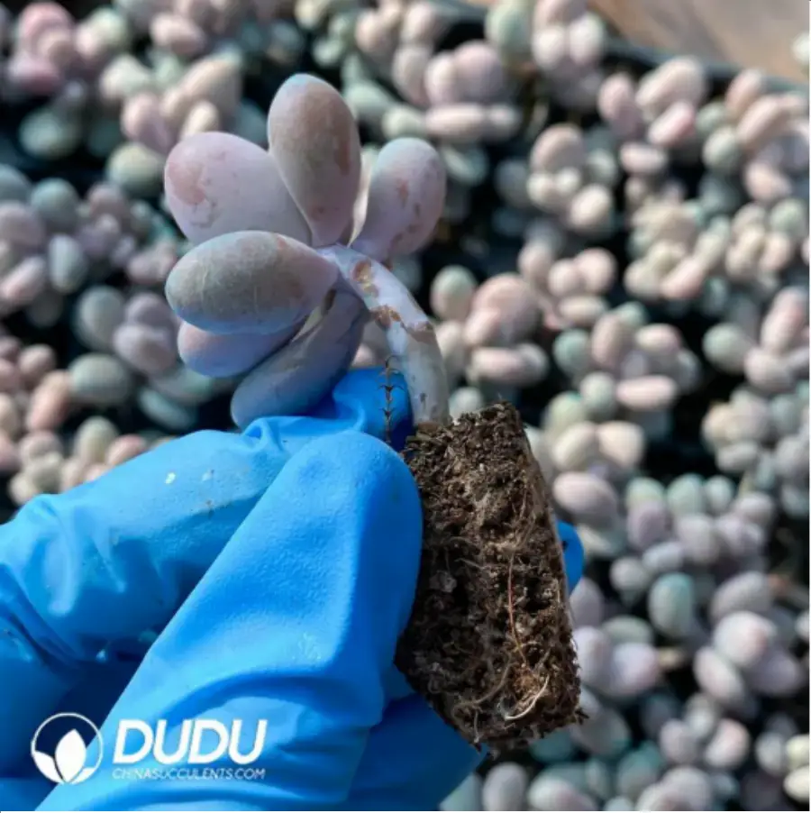 1-92.webp 105Pcs/Tray Graptopetalum Amethystinum(Lavender Pebbles)Seedlings(Mix & Match 5+) - Image 1