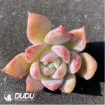 (1000pcs)$0.24/Pcs Echeveria Frosty Bloom Cutting
