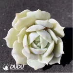 (1000pcs)$0.24/Pcs Echeveria Laura Cutting