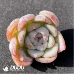 (1000pcs)$0.24/Pcs Echeveria Carol Cutting