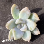 (1000pcs)$0.24/Pcs Graptoveria 'Victor Kane' Cutting