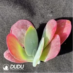 (1000pcs)$0.24/Pcs Kalanchoe thyrsiflora Cutting