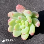 (1000pcs)$0.24/Pcs Sedum Shangri La Cutting
