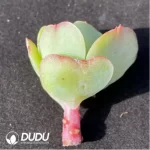 (1000pcs)$0.24/Pcs Echeveria Peach Pride Cutting