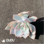 (1000pcs)$0.24/Pcs Echeveria Zouleaved bluestone Cutting