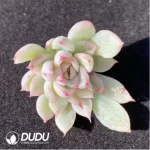 (1000pcs)$0.24/Pcs Echeveria Mebina variegate Cutting