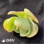 (1000pcs)$0.24/Pcs Echeveria Jack Cutting