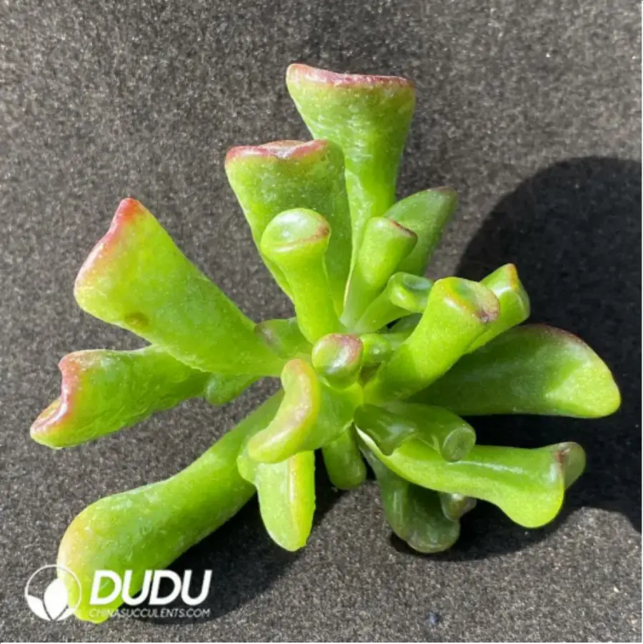 1-943.webp (1000pcs)$0.24/Pcs Crassula Fortune tree Cutting - Image 1