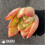 (1000pcs)$0.24/Pcs Echeveria Giselle Cutting