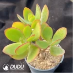 Crassula Portulacea Clustering