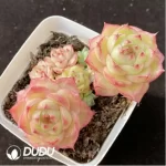 Echeveria Cherry Blossom Tree Double Head