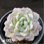 Echeveria Werther