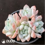 Echeveria Maxwell Clustering