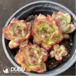 Echeveria TM Clustering