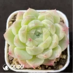 Echeveria waxwork