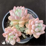 Echeveria Senbon sakura Clustering