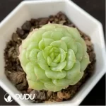 Echeveria Bodhi Pagoda