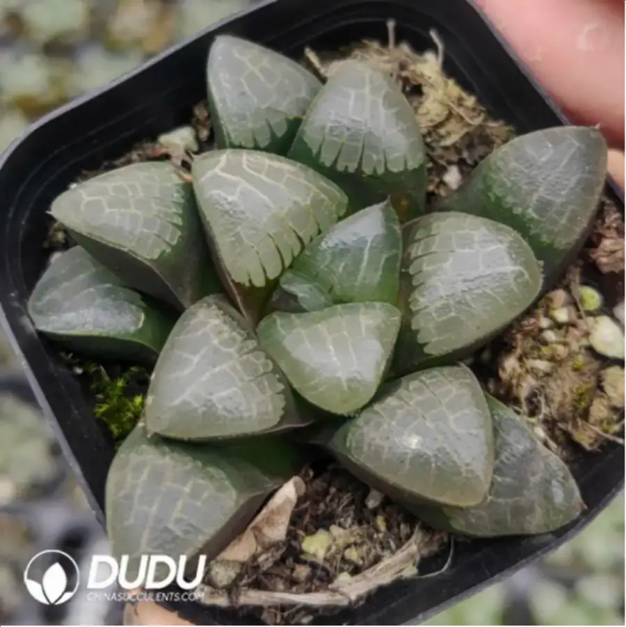 1-971.webp Haworthia Terrano - Image 1