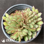 Echeveria Shadow Cristata