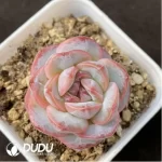 Echeveria Powdered Dry Ice