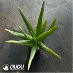 Parodia Sea God Clustering(Scattered Clustering)