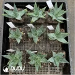 Aloe capitata 'Tsiroanomandidy'