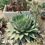 10Pcs Aloe polyphylla Seeds