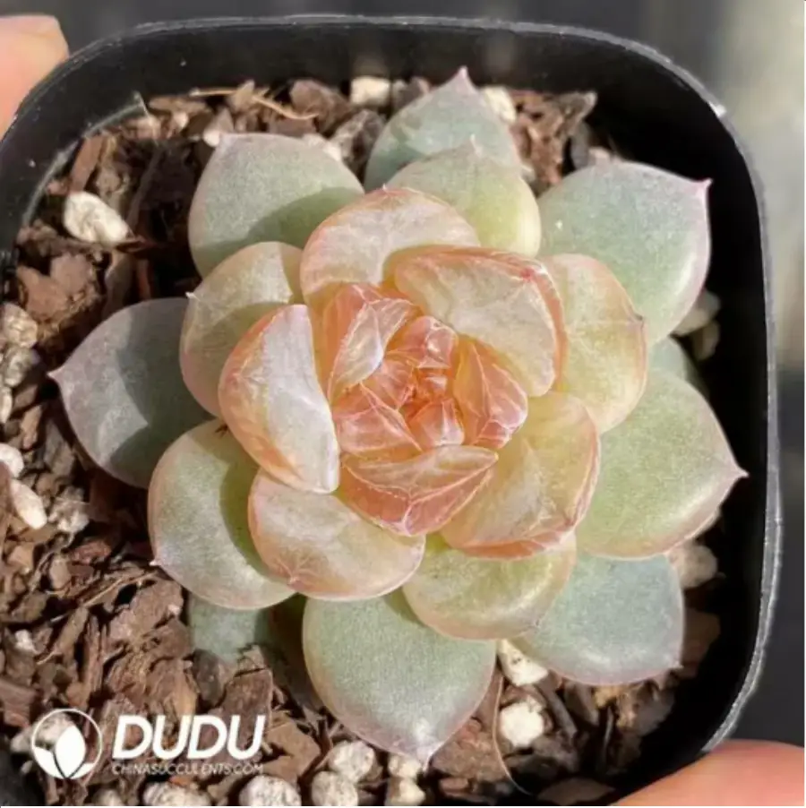 1-99.webp Echeveria Coral Island - Image 1