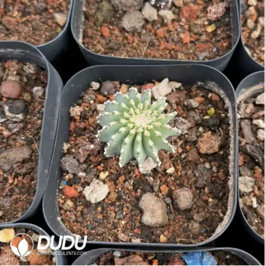 1-991.webp Geohintonia mexicana - Image 1