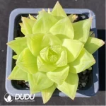 Haworthia
Jing Zhihua's variegated