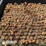 Conophytum 1809/1809.1 (One Tray)
