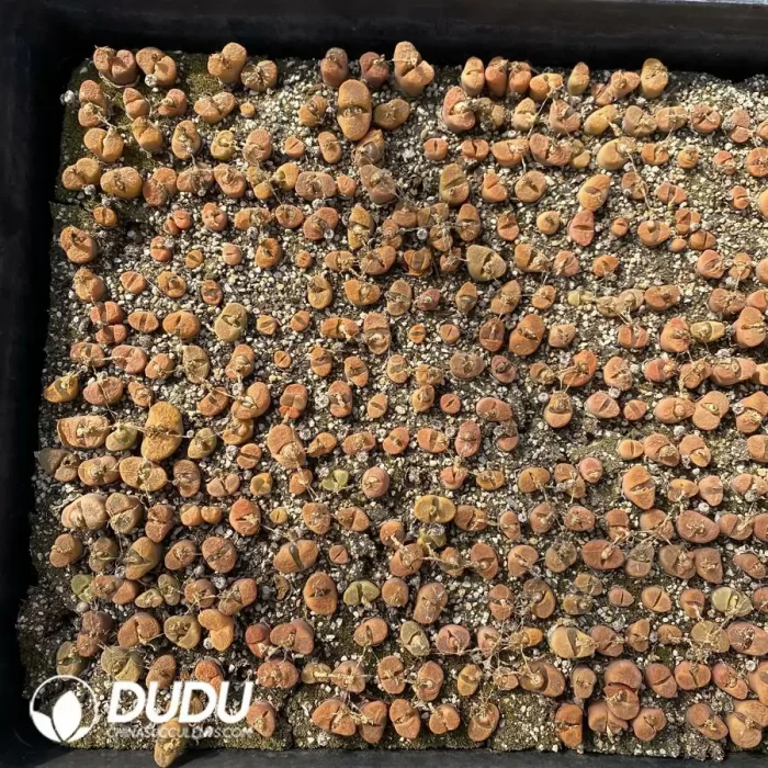 Conophytum 1809/1809.1 (One Tray) - Image 2