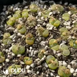 Conophytum 1809.1 (One Tray)