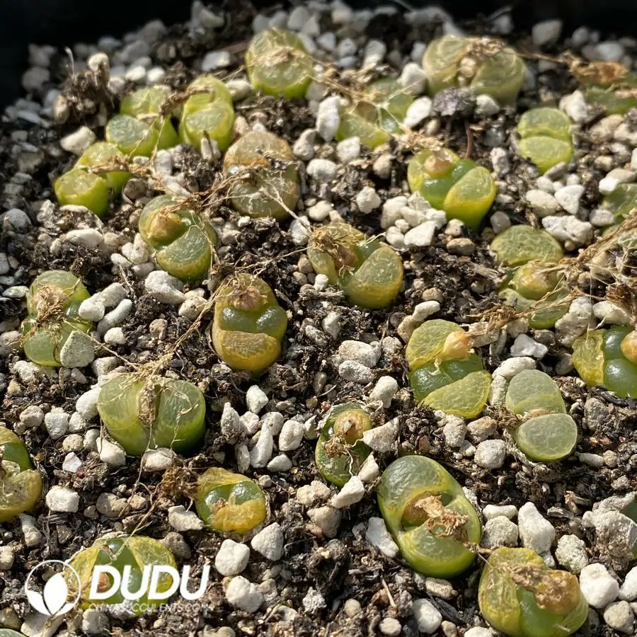 1741945323-e201.webp Conophytum 1809.1 (One Tray) - Image 1