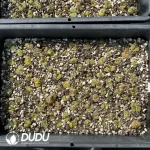 Conophytum 1809.1 (One Tray) - Image 2